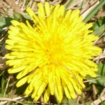 dandelion