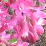 flowering currant