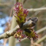 ash buds and fruit