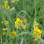 birds foot trefoil