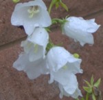 im000380 campanulas with raindrops 150