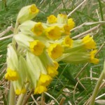 cowslip