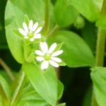 chickweed