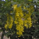 laburnum