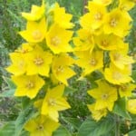 loosestrife yellow