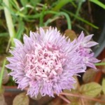 chives flower