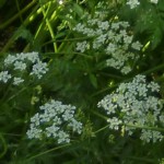 cow parsley