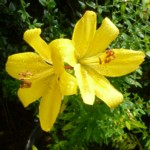 lily yellow