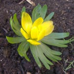 aconite