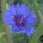 cornflower