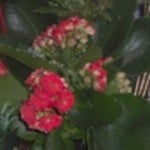 kalanchoe from elizabeth