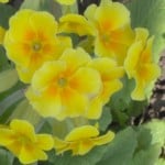 primrose im000097