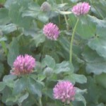 red clover im000556