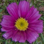 cosmos im000514