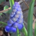 grape hyacinth im000096