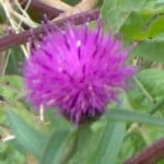 knapweed im000438