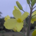 wild cabbage im000436