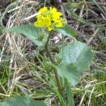 oil seed rape