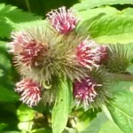 burdock p1020420