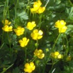 buttercups