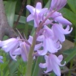 bluebell lilac im000165 150