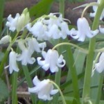 bluebell white im000164 150