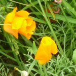 californian poppy p1020387