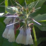 comfrey im000526