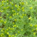 pineapple weed p1020385