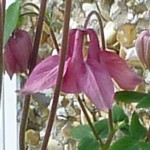 aquilegia pink...