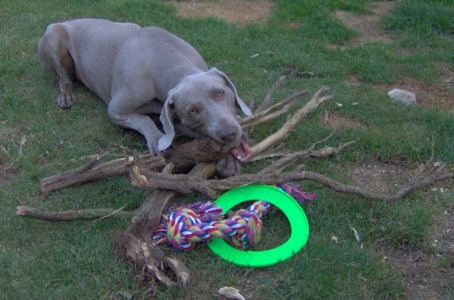 millie with sticks and toys im000293