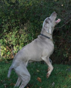 ben catching treat