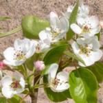 p1060212 pear blossom 150