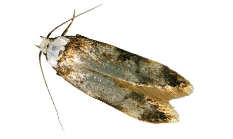 blog image for moths