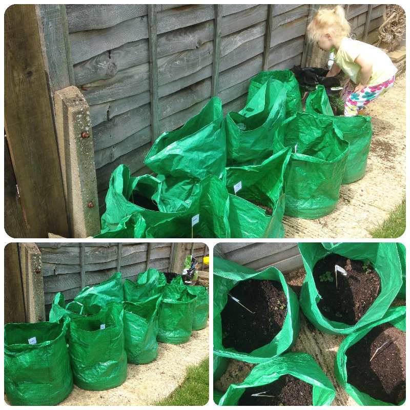 grow your own veg potatoes late charlotte nicola maris peer bags sacks - ly