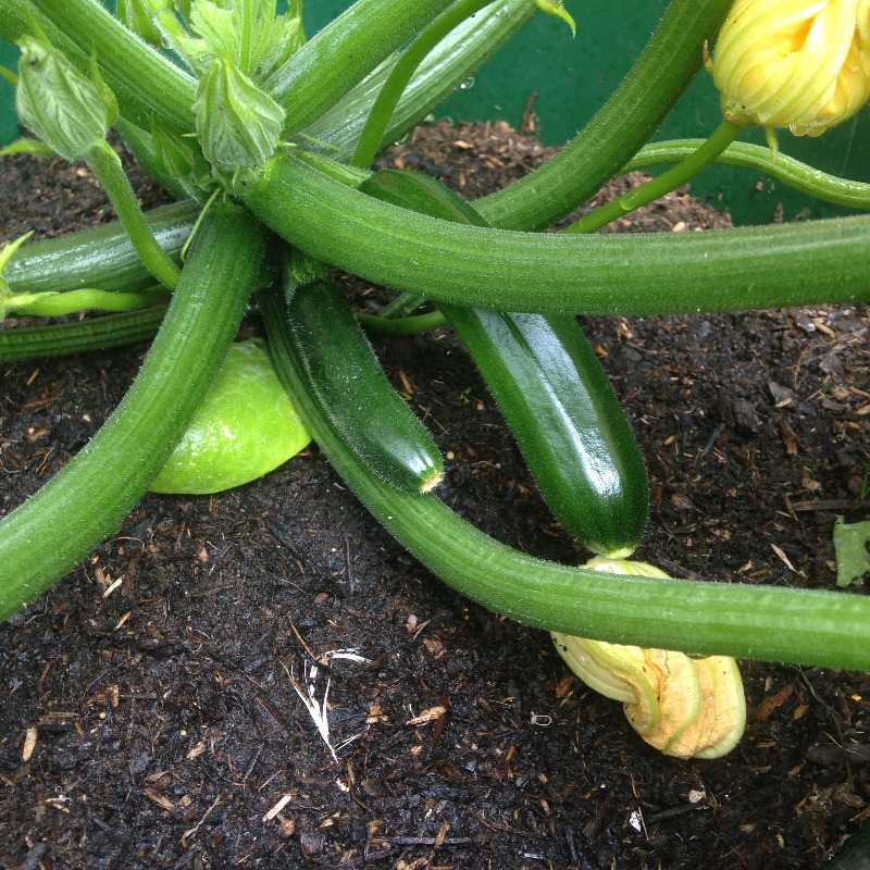 grow your own patio container veg courgettes tomato - lylia rose uk lifesty
