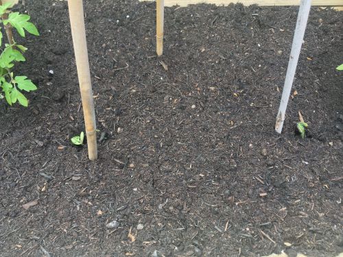 blooma veg trug grow your own patio vegetables lylia rose garden blog green beans sprouting