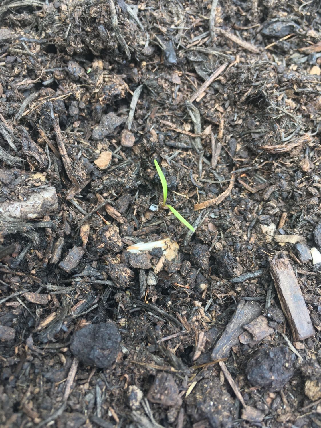 Grow your own vegetables photos May