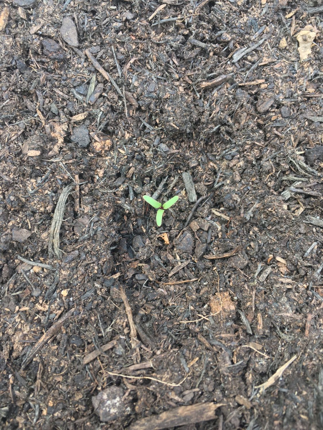 Grow your own vegetables photos May