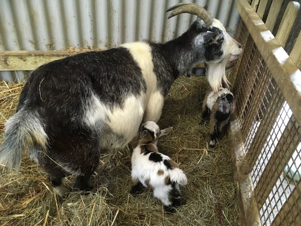 All Things Wild Nature Centre Review &ndash; Family Days Out in the West Midlands