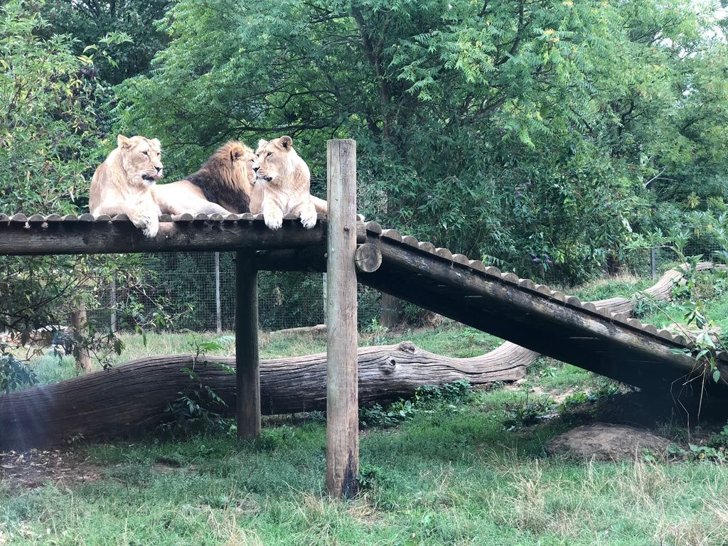 My very honest review of Cotswold Wildlife Park 1