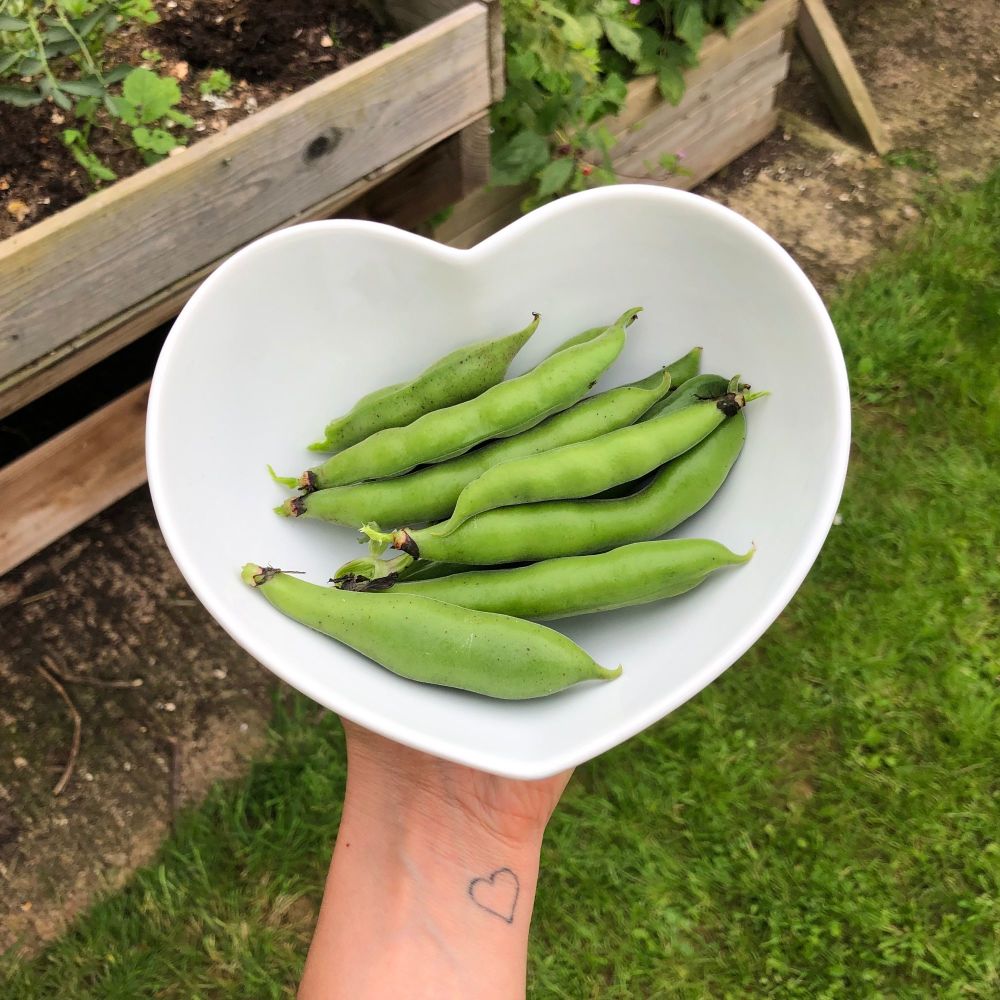 home grown broad beans