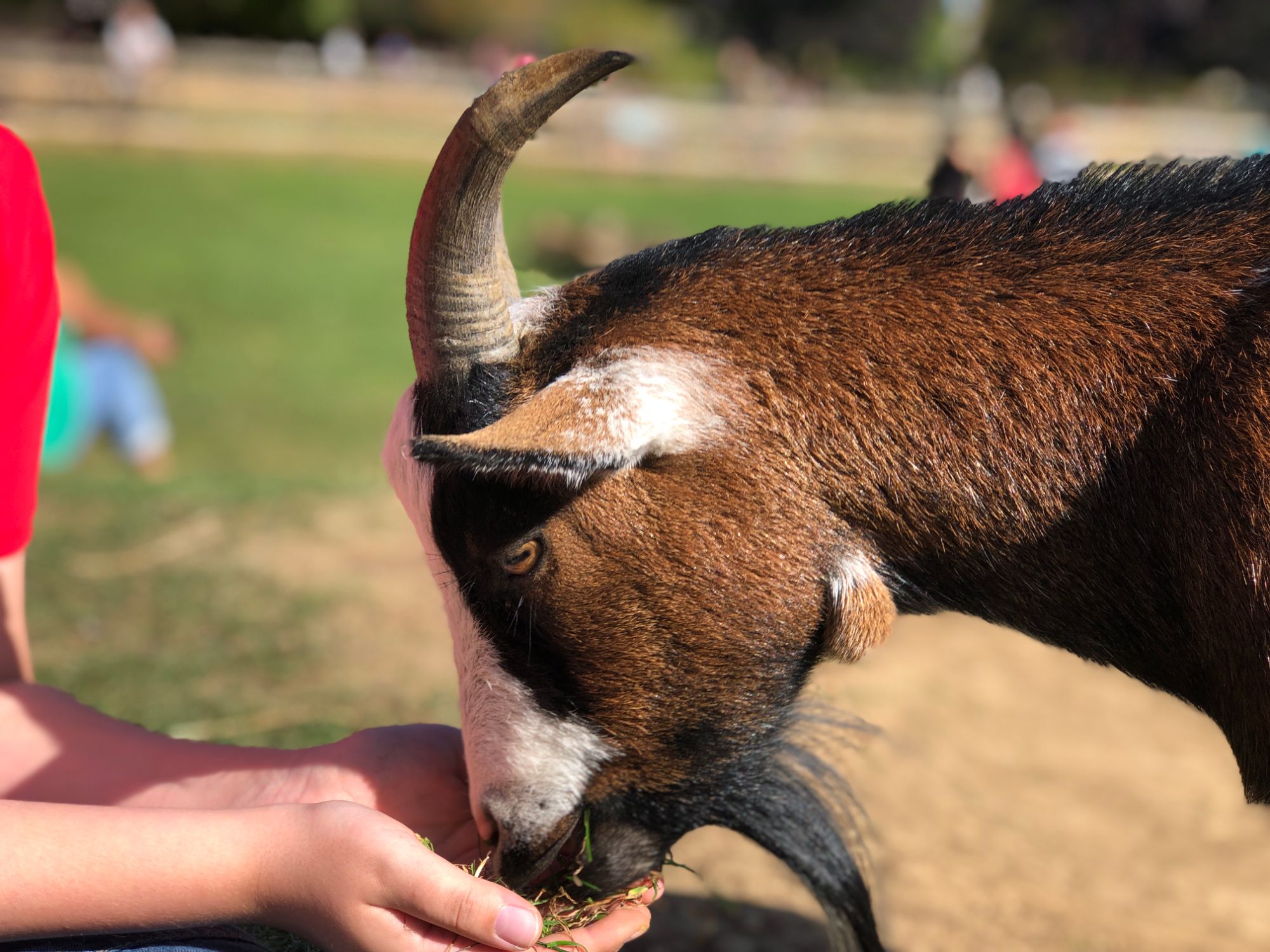 free stock image photo petting zoo feeding goat