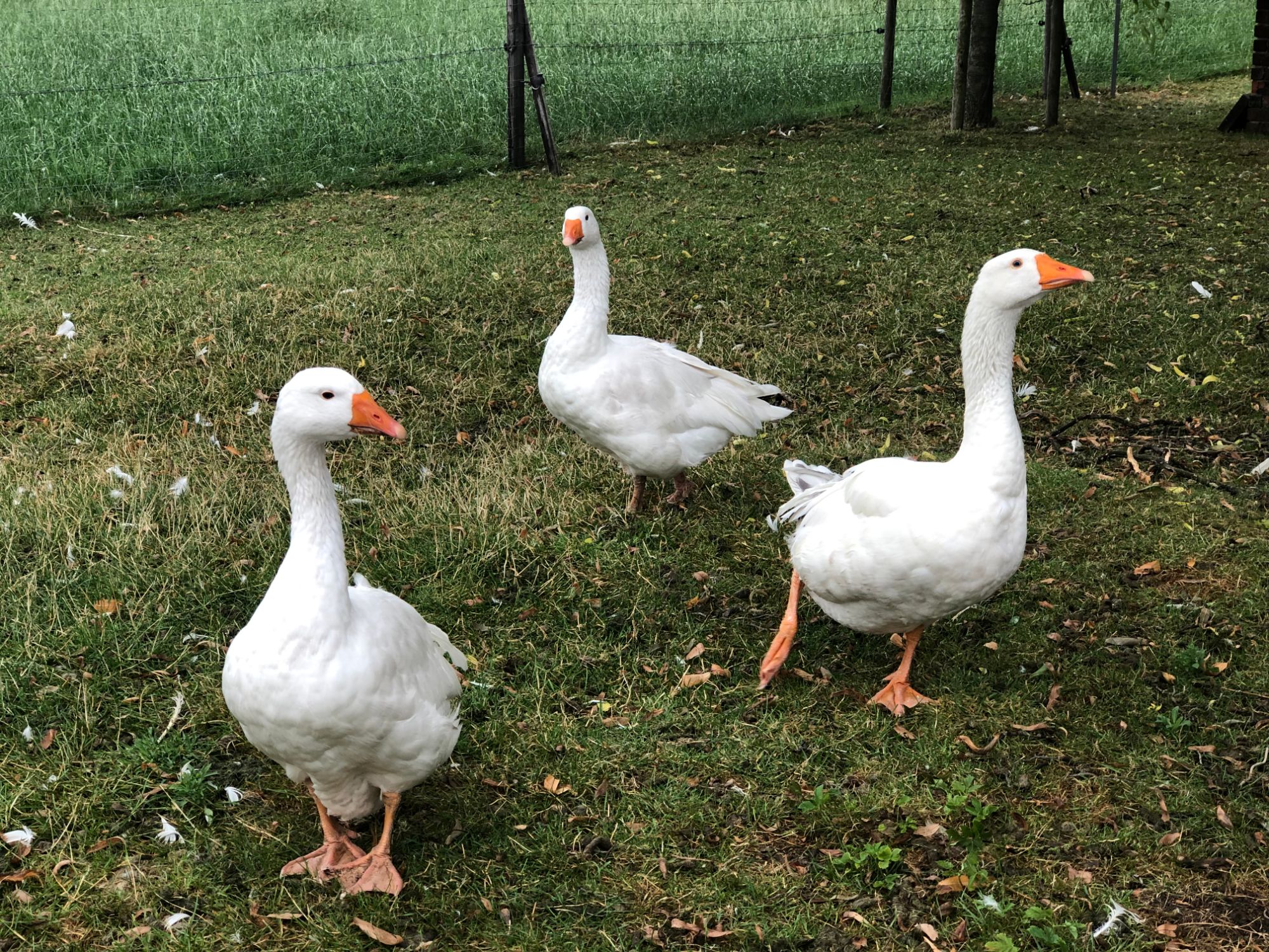 Free stock photo geese farm