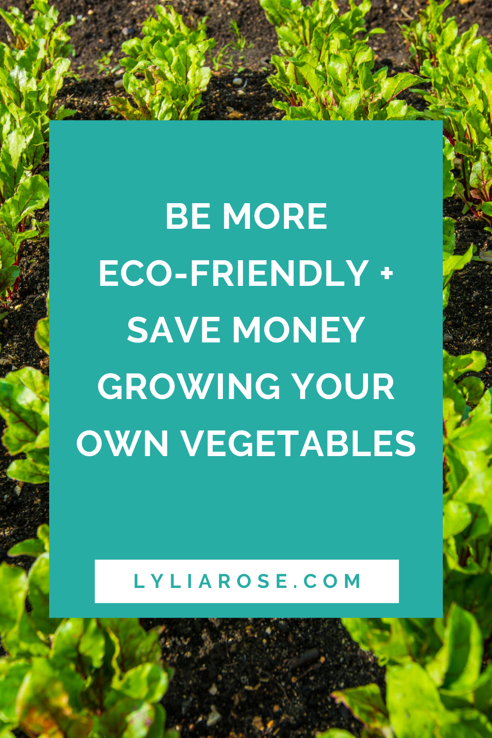 Be more eco-friendly + save money by growing your own vegetables