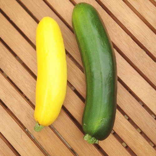 Free stock photo grow your own courgettes GYO
