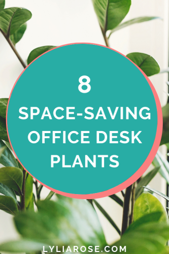 Discover the 8 best office desk plants that dont need space