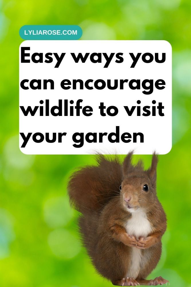 Easy ways you can encourage wildlife to visit your garden