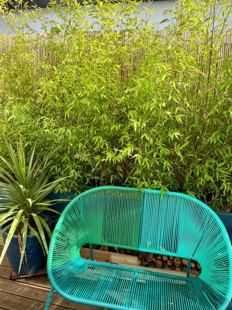 garden privacy idea bamboo hedge