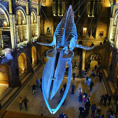 the natural history museum